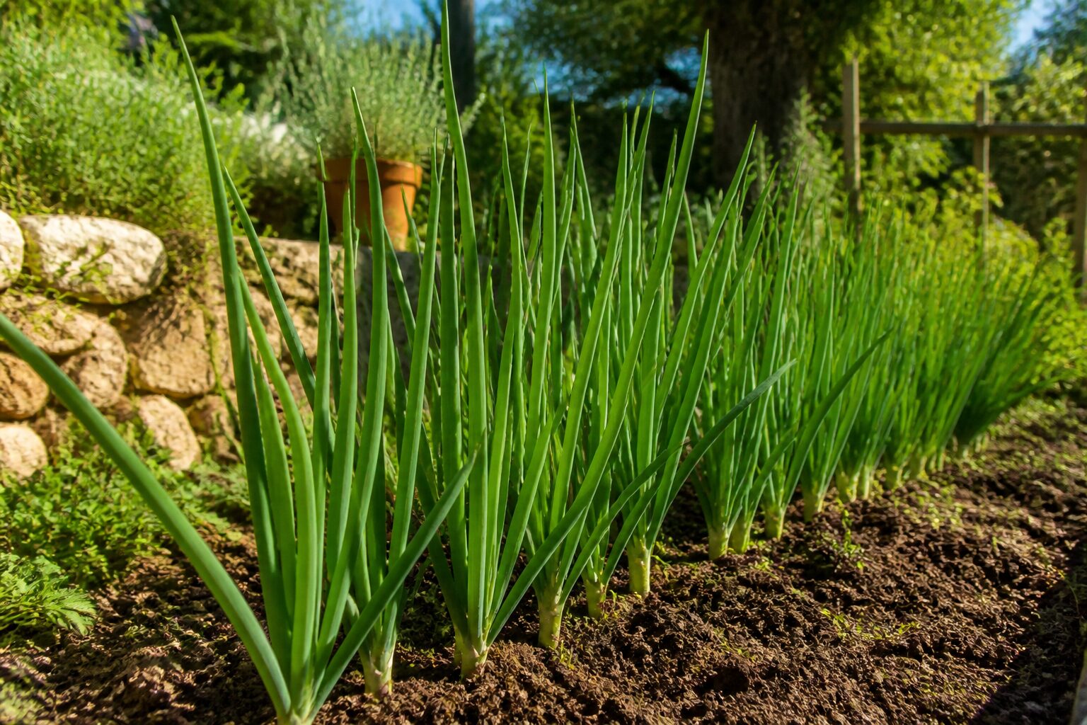 Rangee de ciboule au potager en pleine lumiere provencale