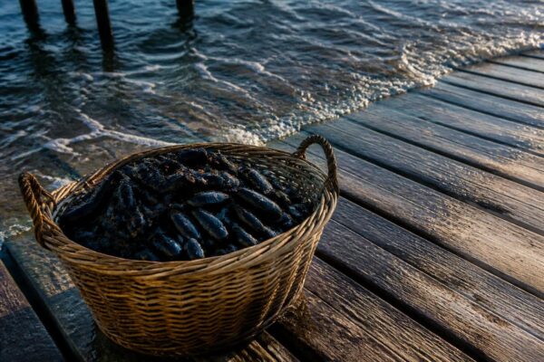 Panier de moules de bouchot fraîchement récoltées