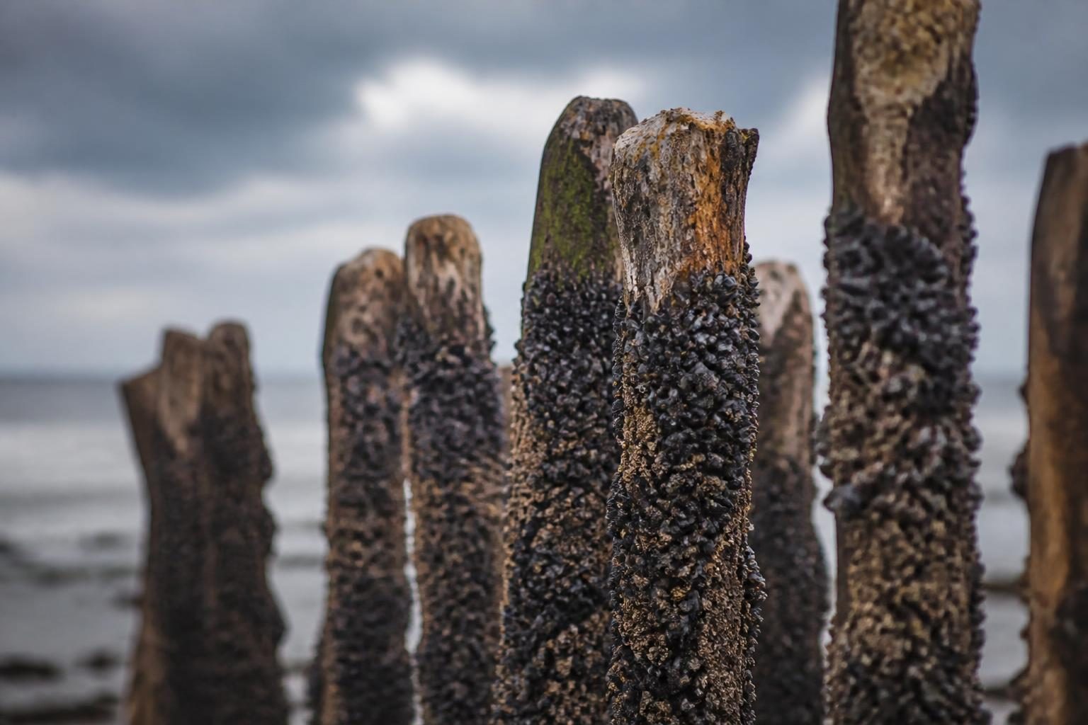 Pieux de bouchot plantés dans l'estran à marée basse